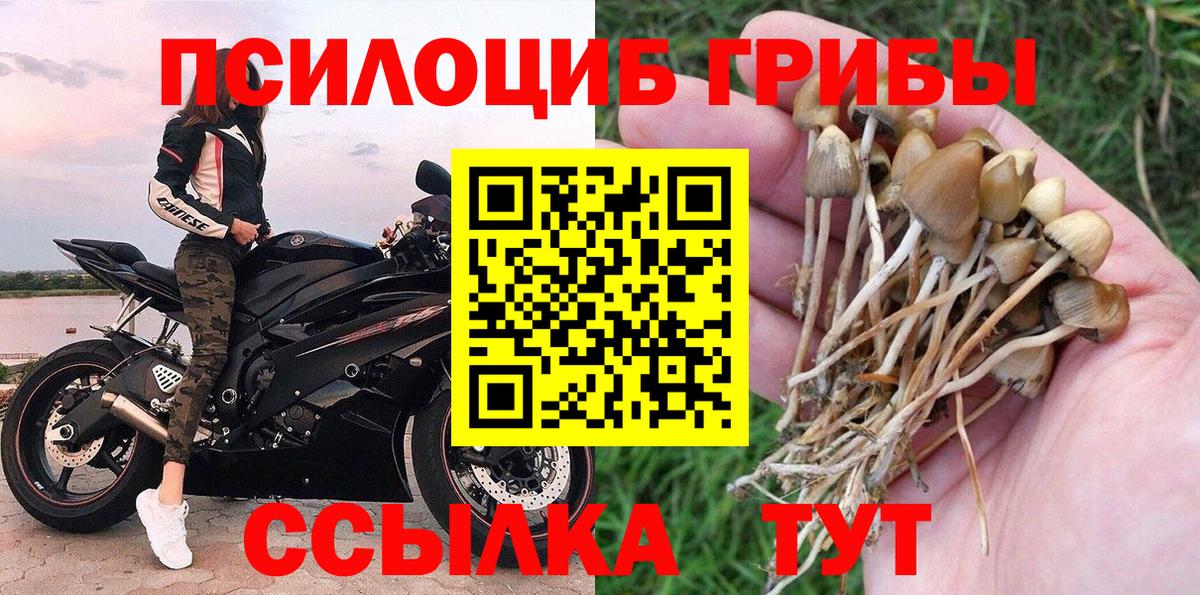 Псилоцибиновые грибы Cubensis Карпинск